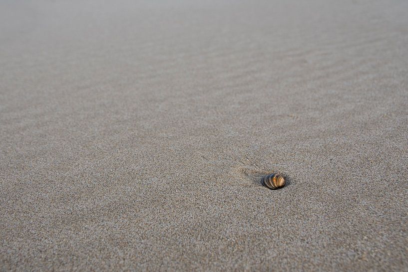Shell on the beach! by Ronald van Kooten