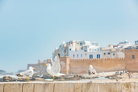 3 Möwen auf der Stadtmauer von Essaouira, Marokko von Ron van der Stappen