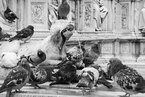 Tauben sind in ihrer eigenen Umgebung beschäftigt