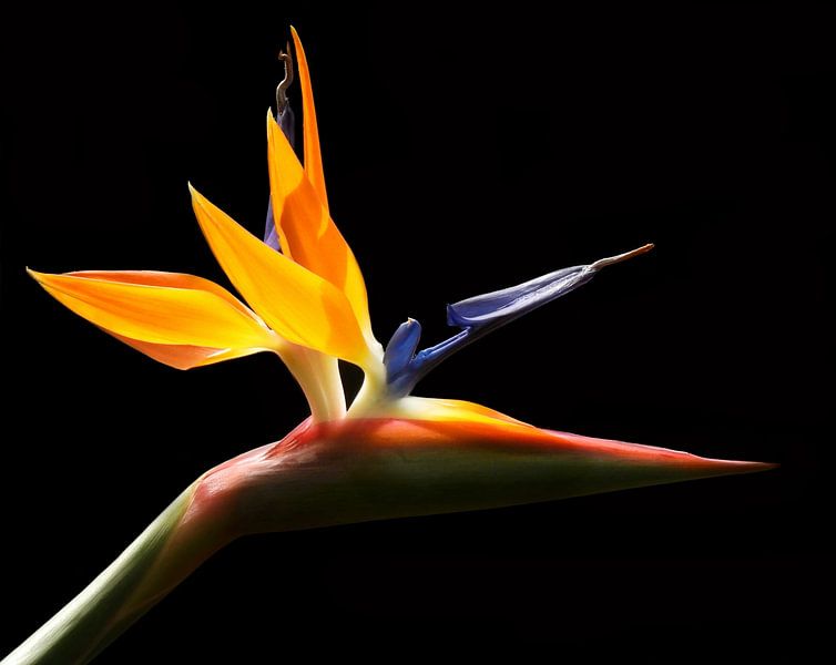 Paradiesvogelblume von Maickel Dedeken