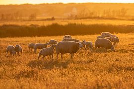 Sheep before sunset by Anja Brouwer Fotografie