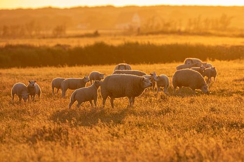 Schapen voor zonsondergang