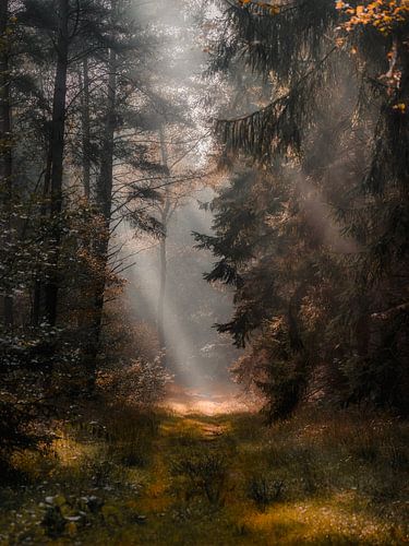 Nebel und Sonnenschein in einem Herbstwald