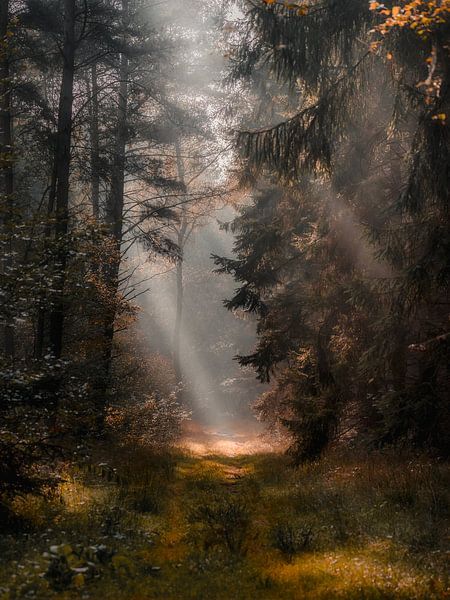 Brouillard et soleil dans une forêt d'automne par Daniël de Jong