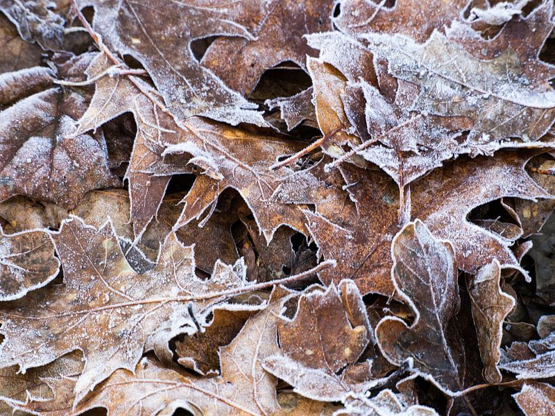 herfstbladeren met rijp van Dietjee FoTo