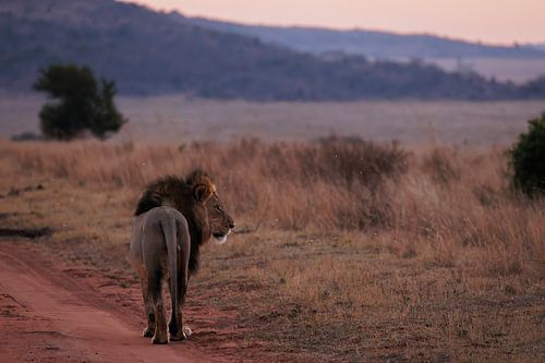 Leeuw in het avonslicht