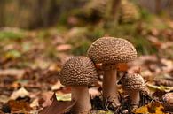 Three of a kind mushrooms Paddenstoelen  van Patricia van Nes thumbnail