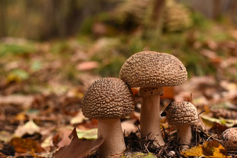 Three of a kind mushrooms Paddenstoelen  van Patricia van Nes