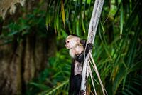 White-shouldered capuchin monkey in the wild