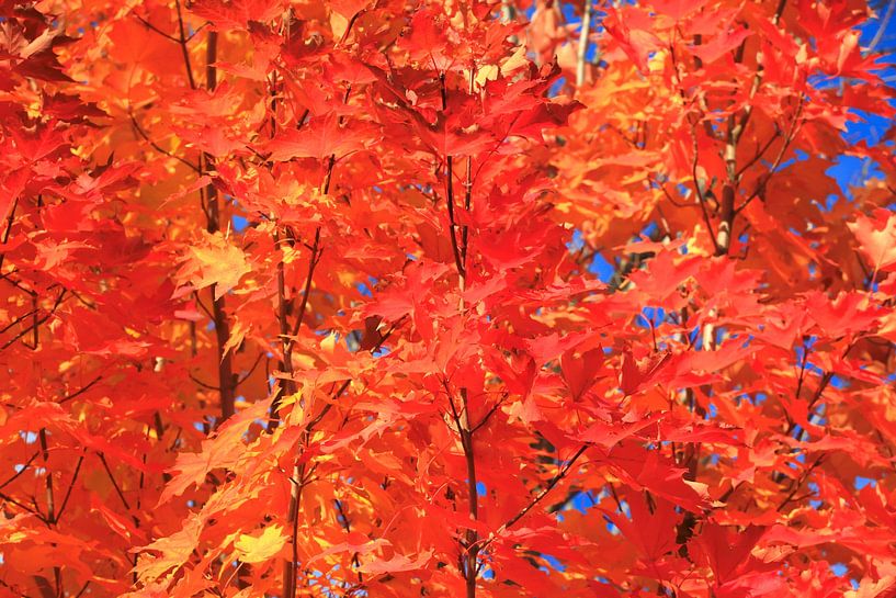 Goldener Oktober von Thomas Jäger