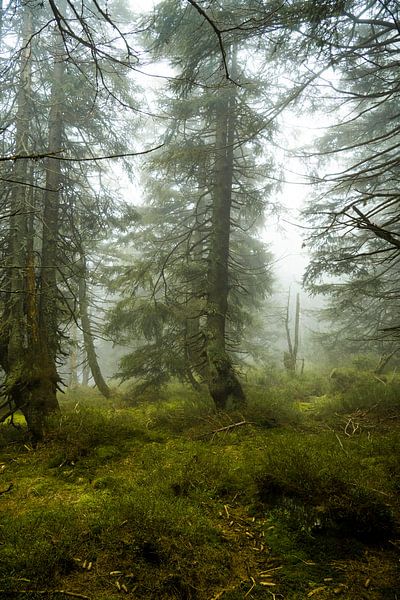 Ambiance de brouillard mystique dans la forêt d&#039;épicéas de montagne 4 par Holger W. Spieker
