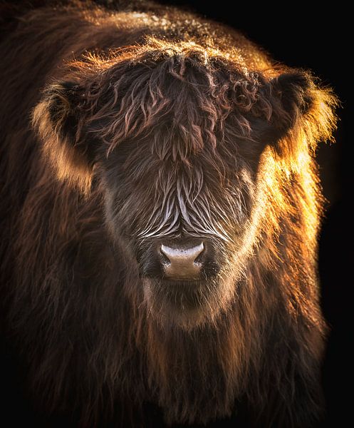 Scottish Highlander by Karel Ton