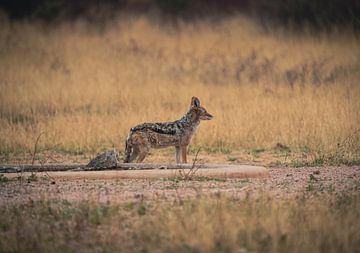 Jackal in Etosha National Park, Namibia Africa by Patrick Groß