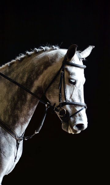 Horse by Marjolijn Vledder