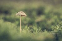 Paddenstoelen