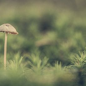 Paddenstoelen van Hans Lunenburg