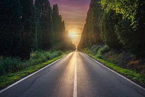 Zypressenallee von Bolgheri bei Sonnenuntergang. Toskana, Italien