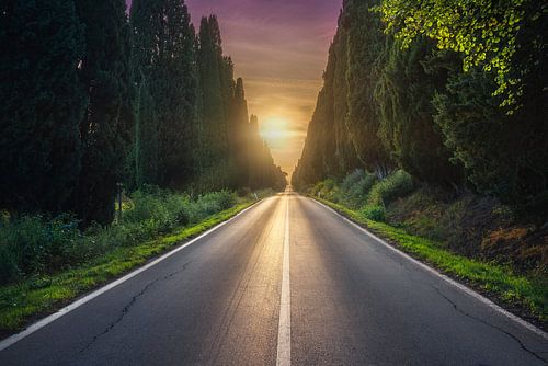 Cypressenlaan van Bolgheri bij zonsondergang. Toscane, Italië