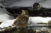 Blakinstons Fish owl looking for some food in Hokkaido Japan