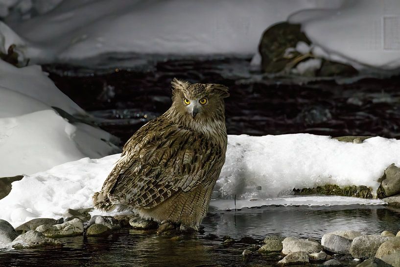 Le hibou pêcheur de Blakinston à la recherche de nourriture à Hokkaido au Japon par Erik Verbeeck