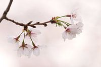 "Sakura"