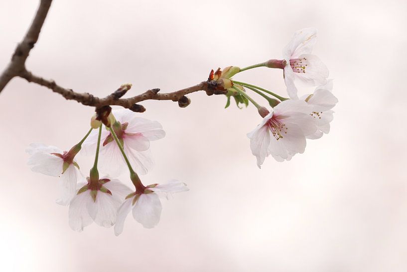 &quot;Sakura&quot; by RT Photography