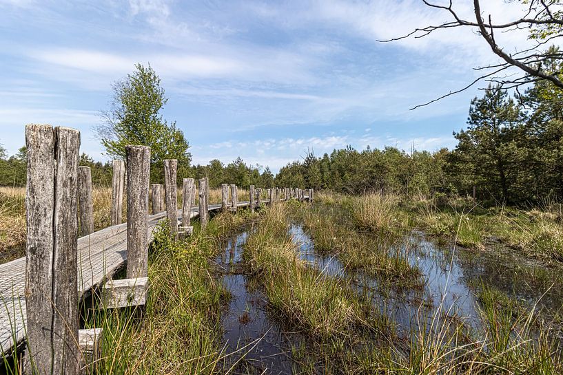 Plankpad through Dwingelderveld by Paul Veen