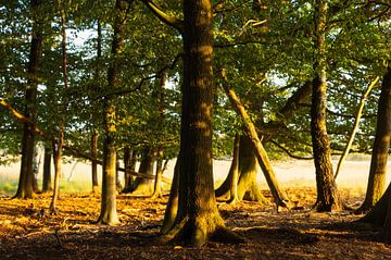 Bomen in zonlicht Dwingelderveld (Drenthe - Nerderland) van Marcel Kerdijk
