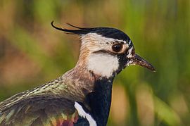 Close up van een kievit
