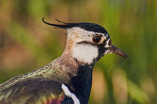 Close up van een kievit van Remco de Vries