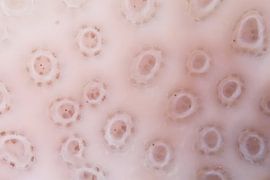 Close-up van wit koraal von M&M Roding