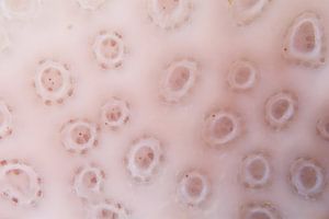 Close-up van wit koraal sur M&M Roding