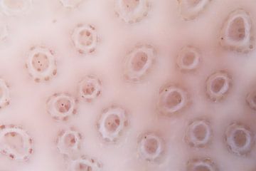 Close-up van wit koraal van M&M Roding
