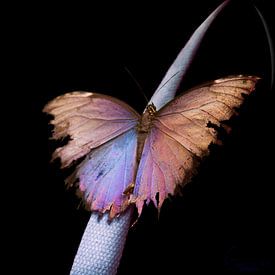 Papillon avec profondeur sur Guido Heijnen