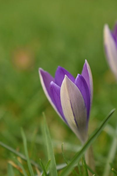 Crocus par Shutterbalance