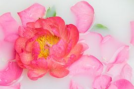 Stilleven rose pioenroos van Clazien Boot