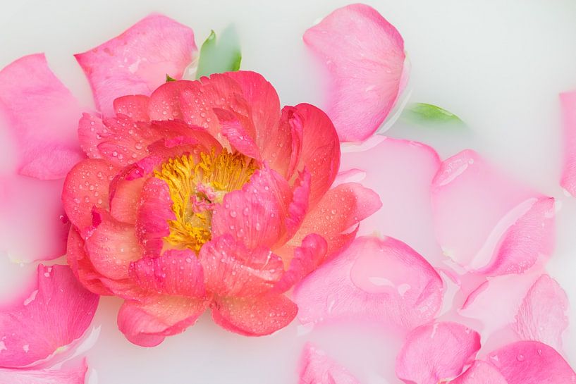 Stillleben rosa Pfingstrose von Clazien Boot