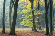 Eerste zonlicht op boom tijdens herfst van Dennis Mulder thumbnail