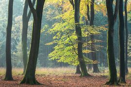 Erstes Sonnenlicht auf Baum im Herbst von Dennis Mulder
