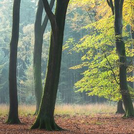 Erstes Sonnenlicht auf Baum im Herbst von Dennis Mulder