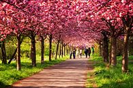 Berlin im Frühling: Kirschblüte von Alexander Voss Miniaturansicht