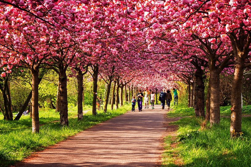 Berlin im Frühling: Kirschblüte von Alexander Voss