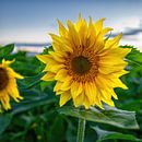 Sonnenblume von Leon Okkenburg Miniaturansicht