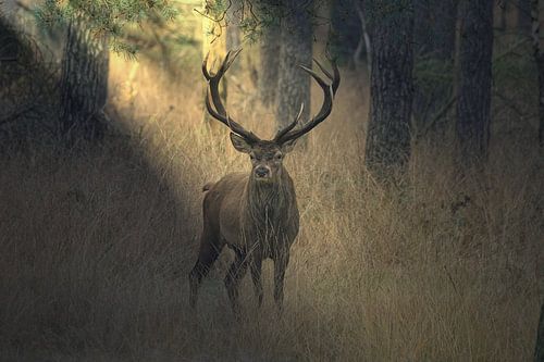 Cerf dans la lumière