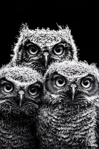 Drie uilen met waterdruppels