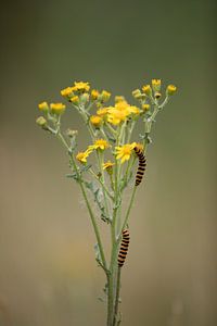 Rups van sint-jacobsvlinder op jacobskruiskruid van Vincent Keizer