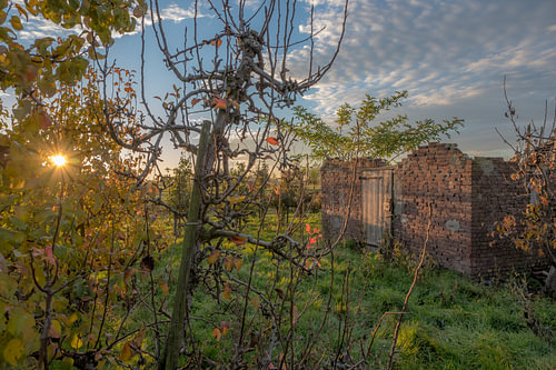 Vervallen schuur tussen de fruitbomen