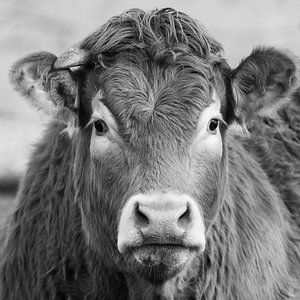 Een portret van een Limousin Koe