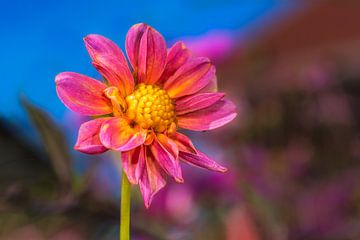 Pink flower of dahlia by ManfredFotos