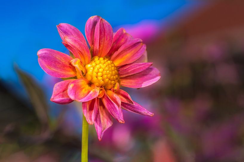Pink flower of dahlia by ManfredFotos